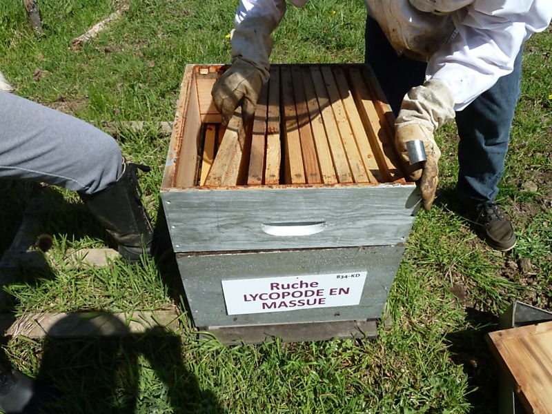 La ruche Lycopode en massue