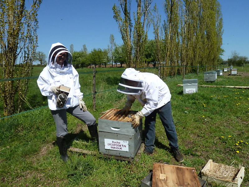 La ruche Lycopode en massue