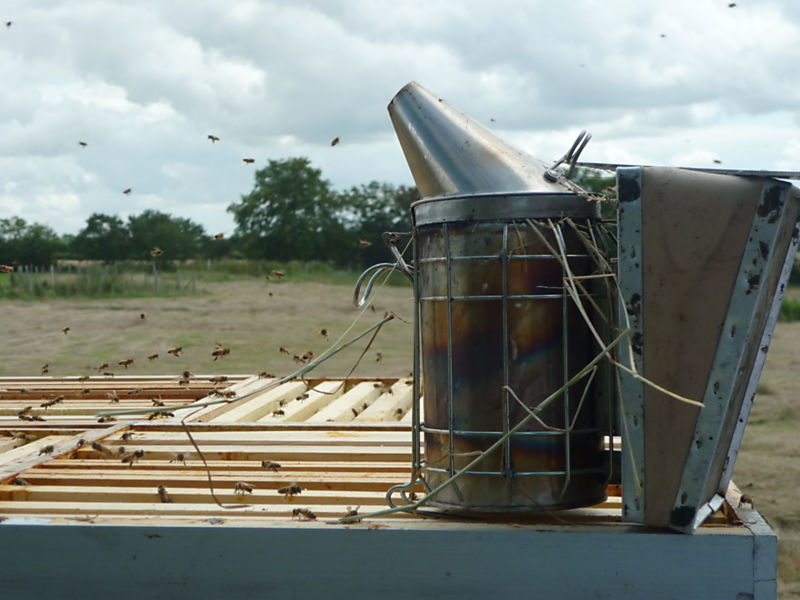 La ruche Lycopode en massue