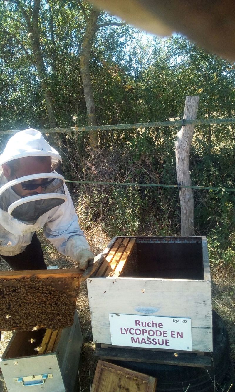 La ruche Lycopode en massue