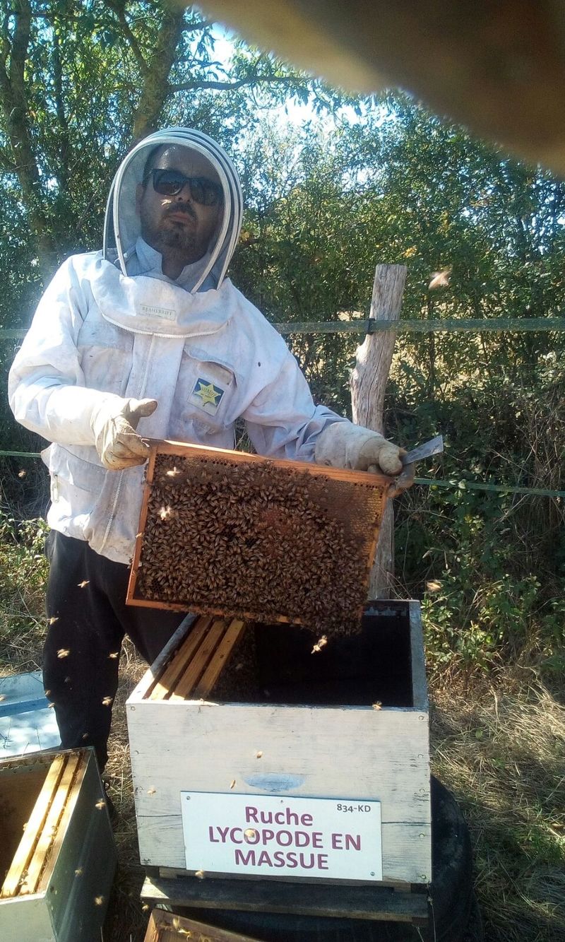 La ruche Lycopode en massue
