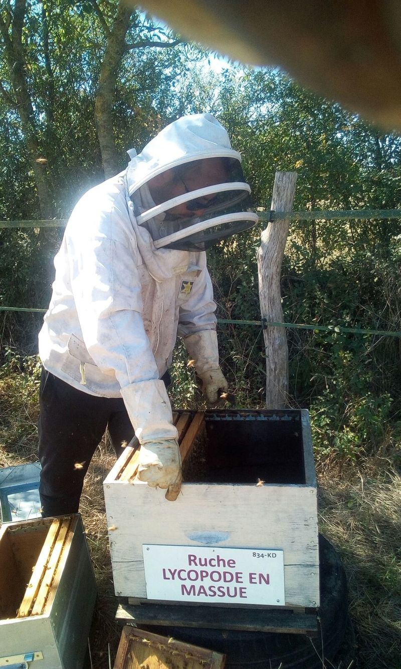 La ruche Lycopode en massue