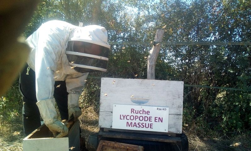 La ruche Lycopode en massue