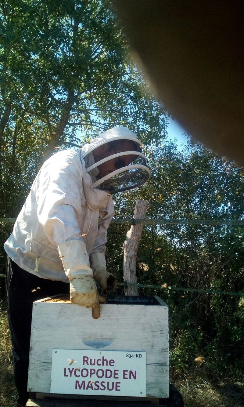 La ruche Lycopode en massue