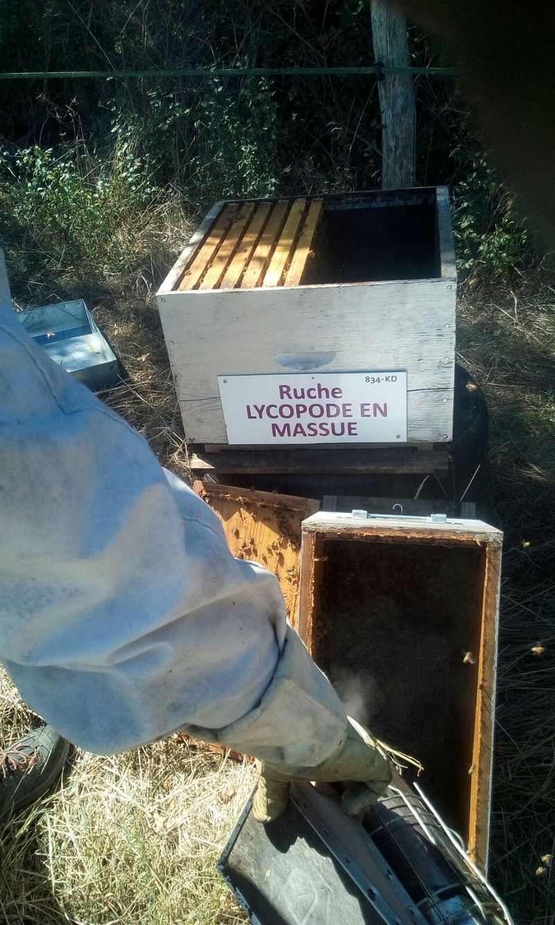 La ruche Lycopode en massue