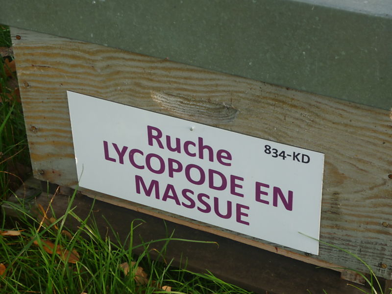 La ruche Lycopode en massue