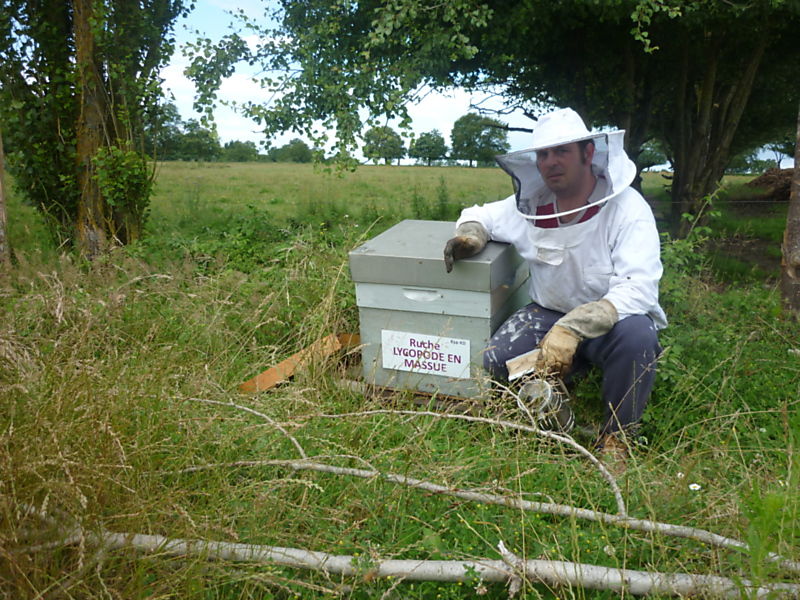 La ruche Lycopode en massue