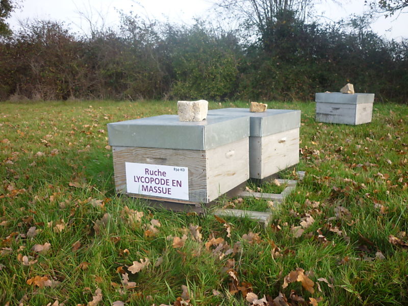 La ruche Lycopode en massue