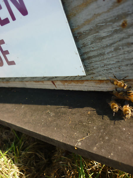 La ruche Lycopode en massue