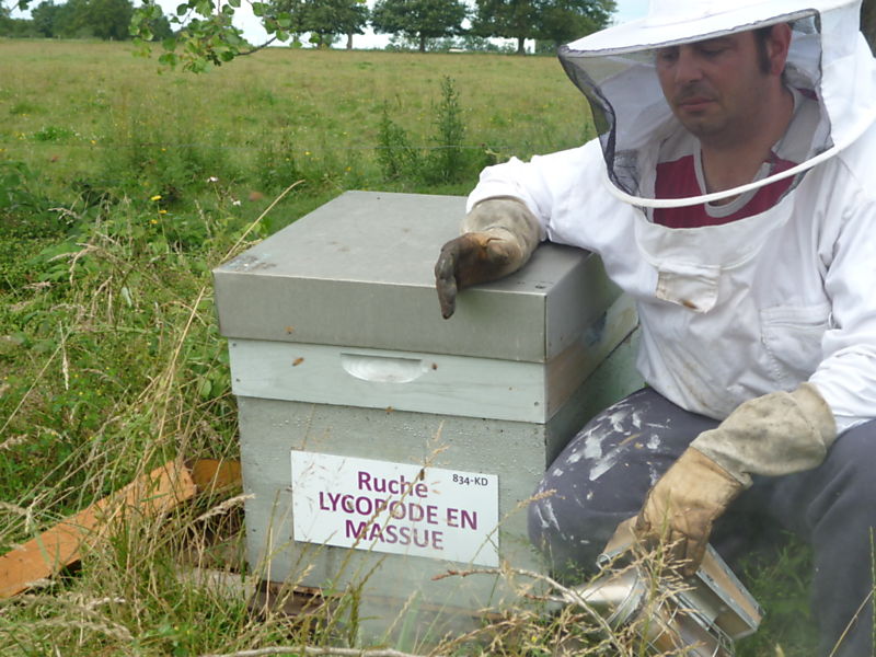 La ruche Lycopode en massue