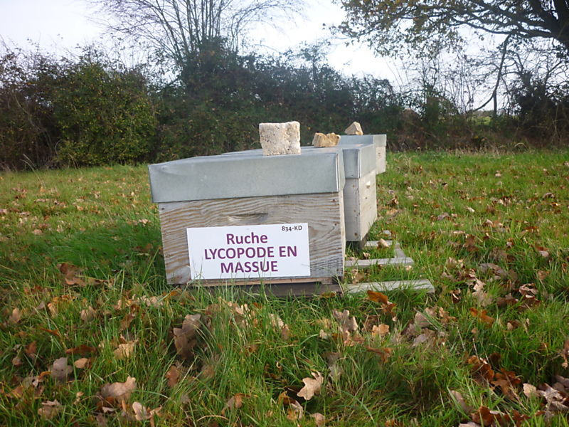 La ruche Lycopode en massue