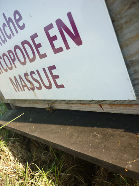 La ruche Lycopode en massue