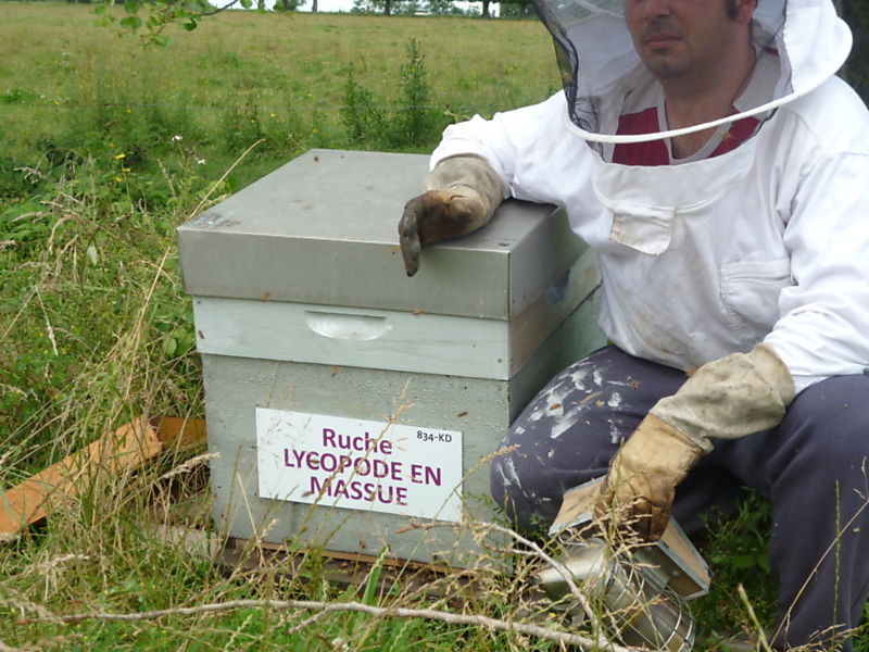 La ruche Lycopode en massue