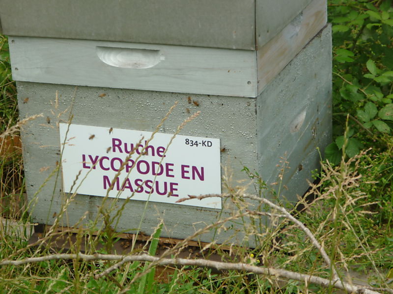 La ruche Lycopode en massue