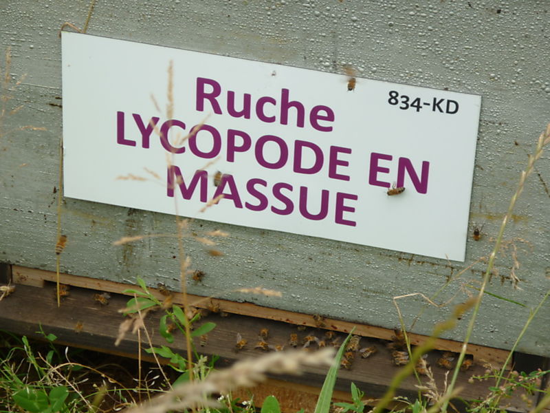 La ruche Lycopode en massue