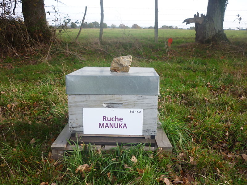 La ruche Manuka