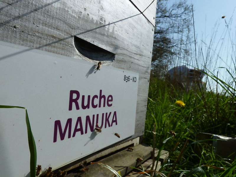 La ruche Manuka