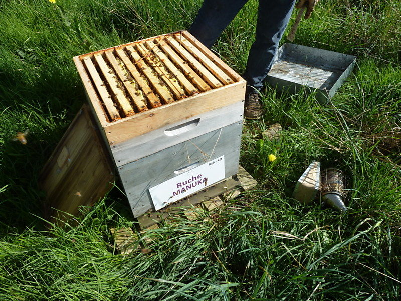 La ruche Manuka