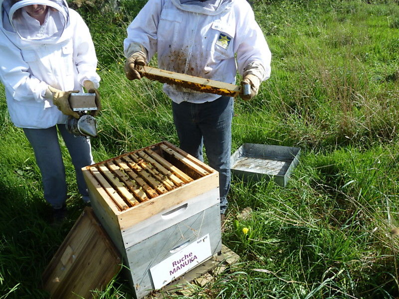 La ruche Manuka