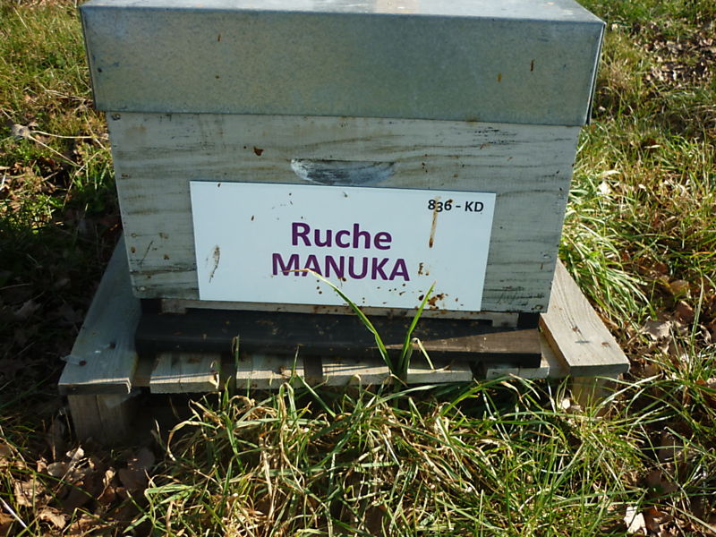 La ruche Manuka