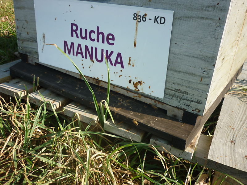 La ruche Manuka