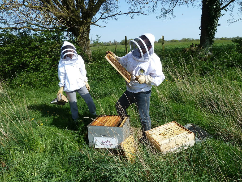 La ruche Manuka