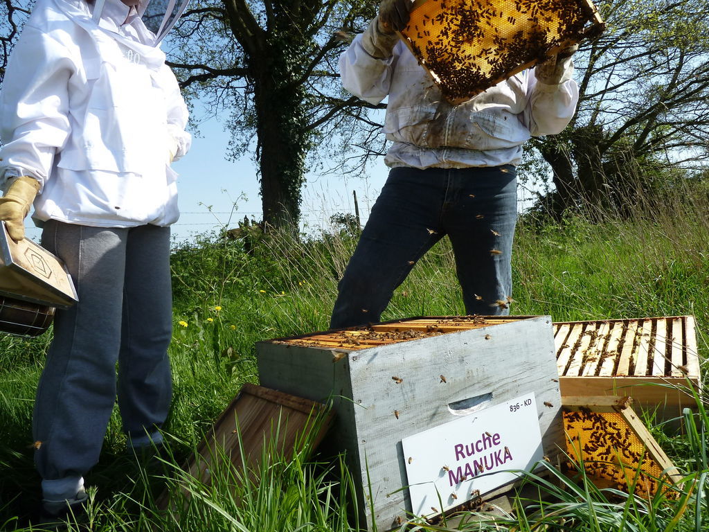 La ruche Manuka