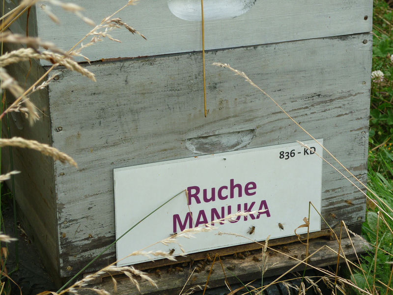 La ruche Manuka