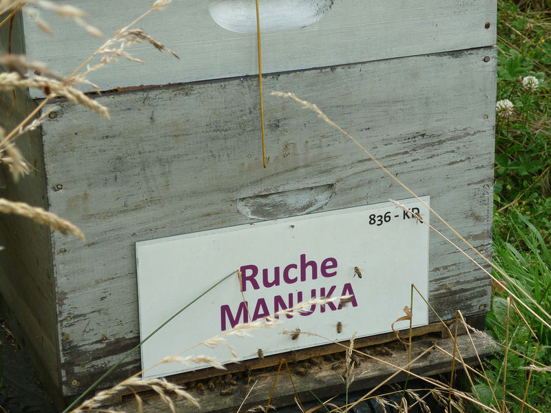 La ruche Manuka