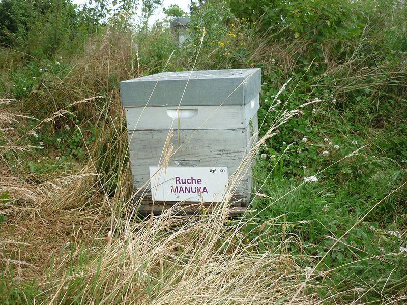 La ruche Manuka