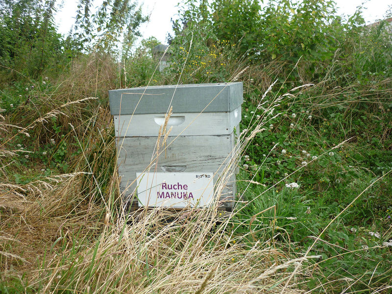 La ruche Manuka