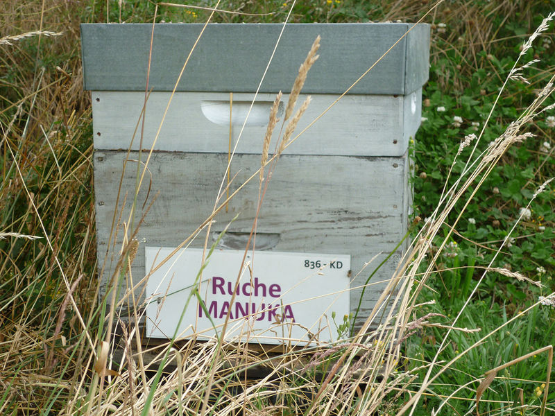 La ruche Manuka