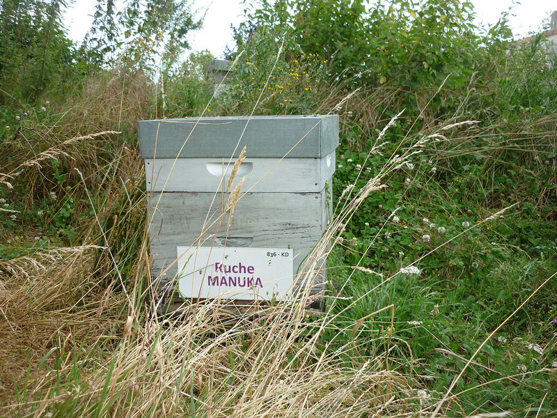 La ruche Manuka