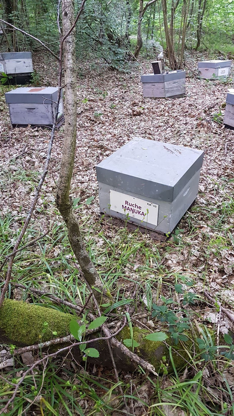 La ruche Manuka