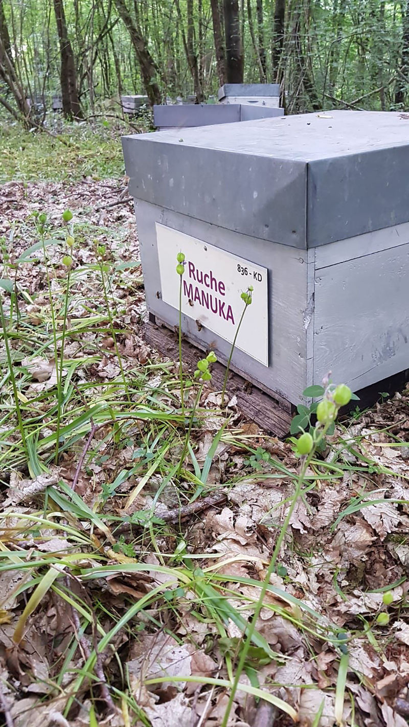 La ruche Manuka