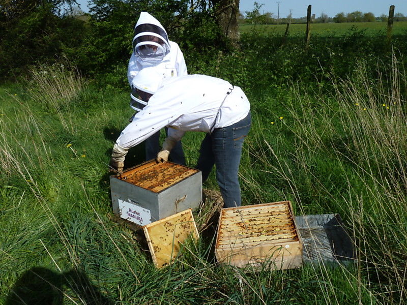 La ruche Manuka