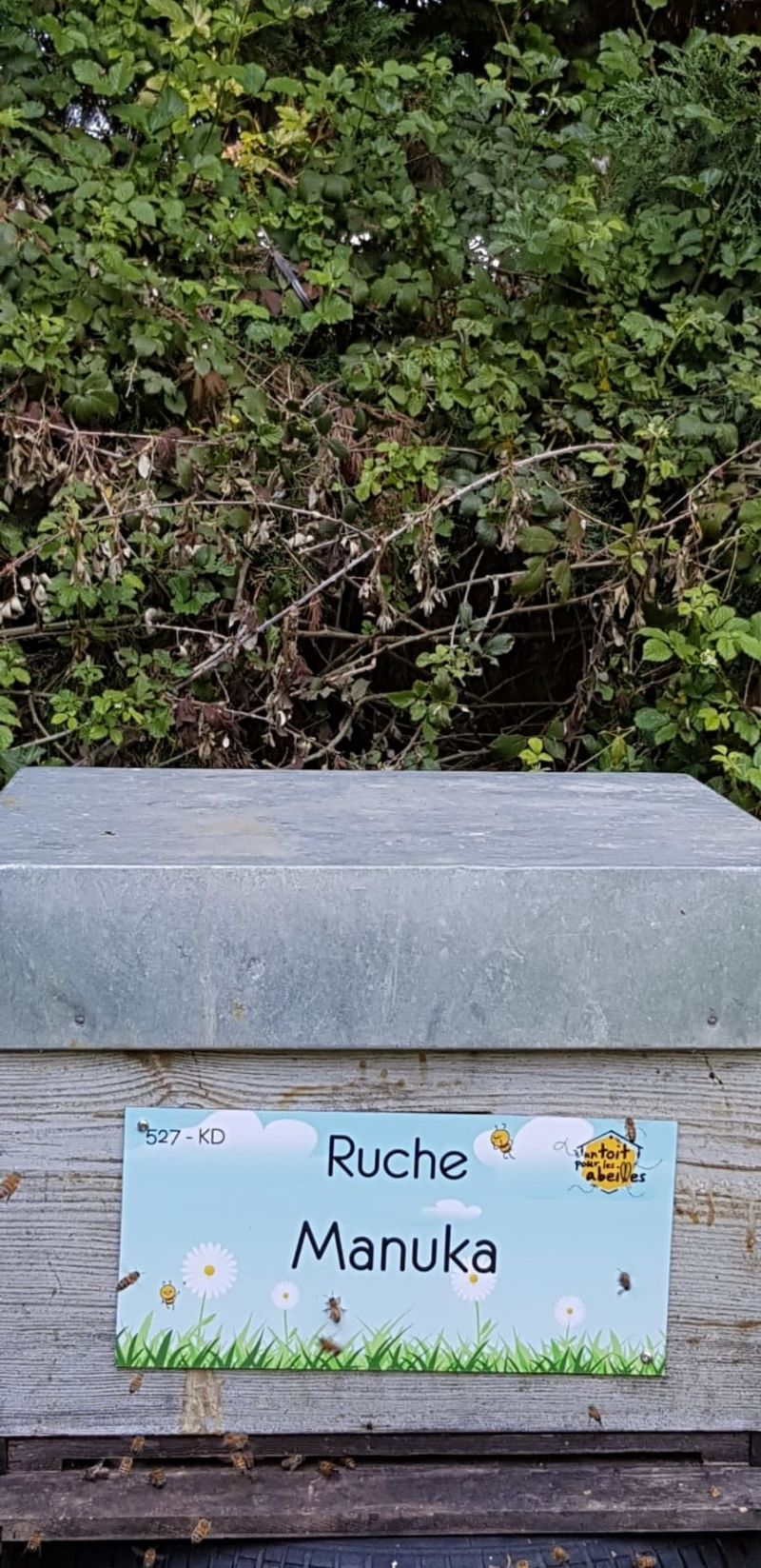 La ruche Manuka