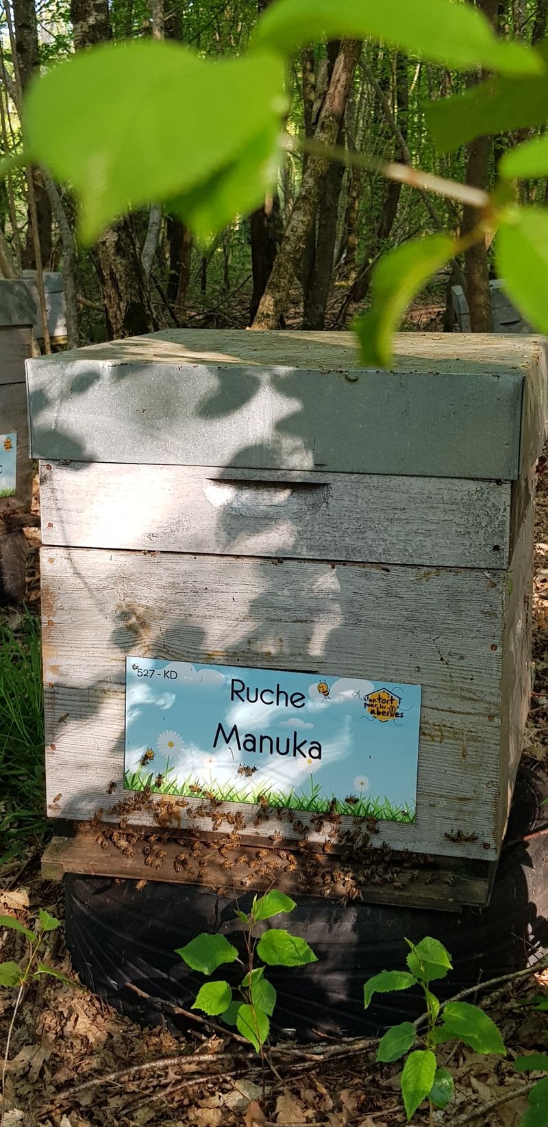 La ruche Manuka