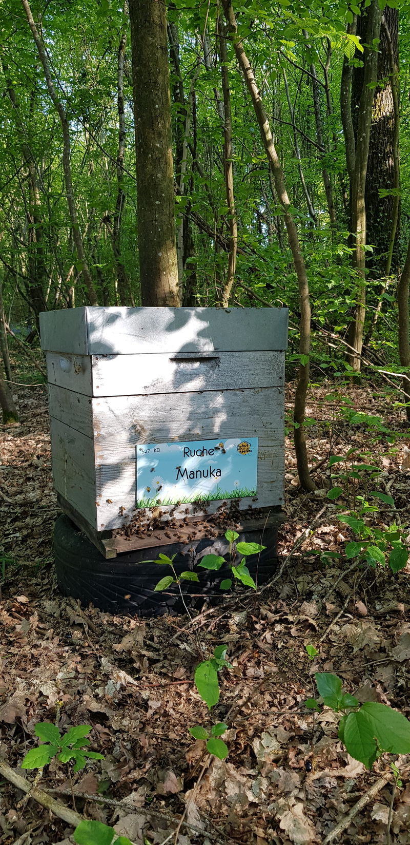La ruche Manuka
