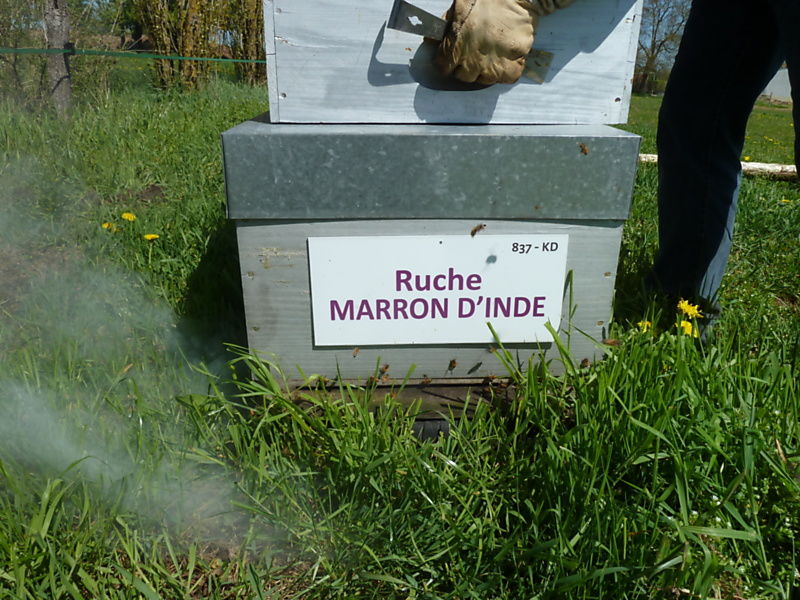 La ruche Marron d inde