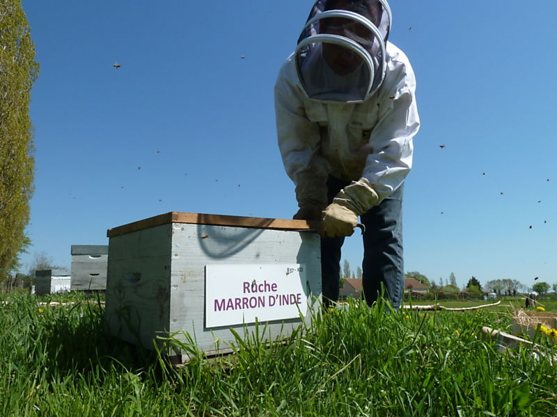 La ruche Marron d inde