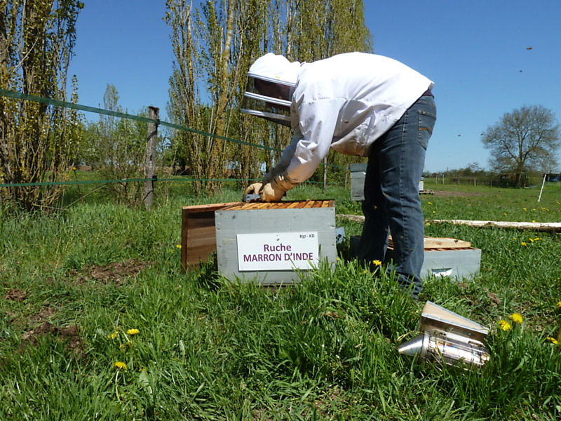 La ruche Marron d inde