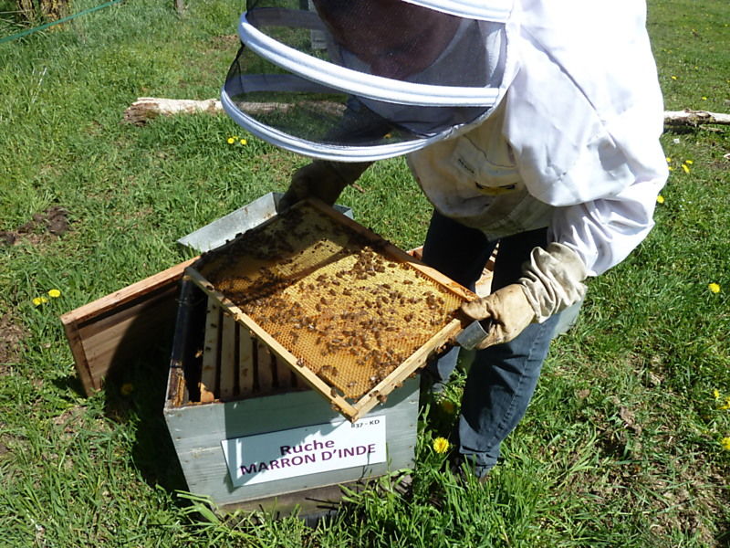 La ruche Marron d inde