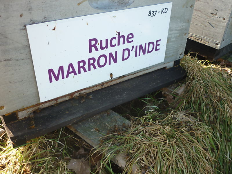 La ruche Marron d inde