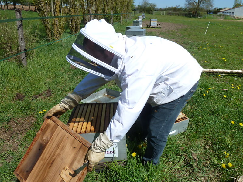 La ruche Marron d inde