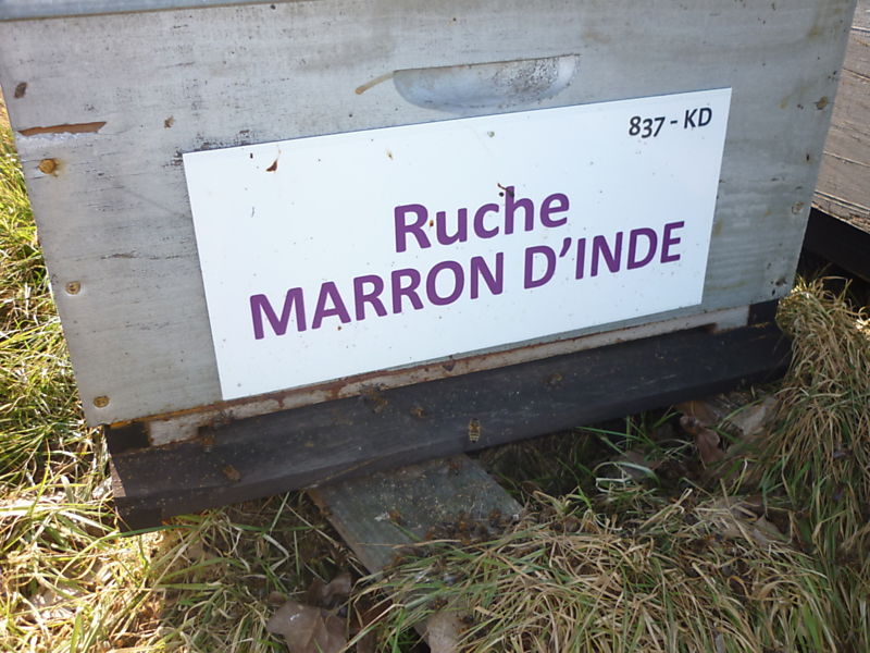 La ruche Marron d inde