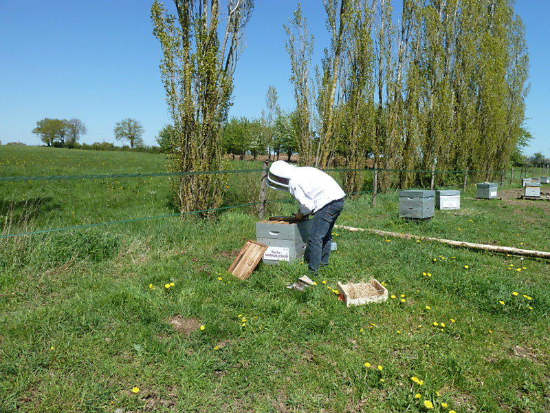 La ruche Marron d inde