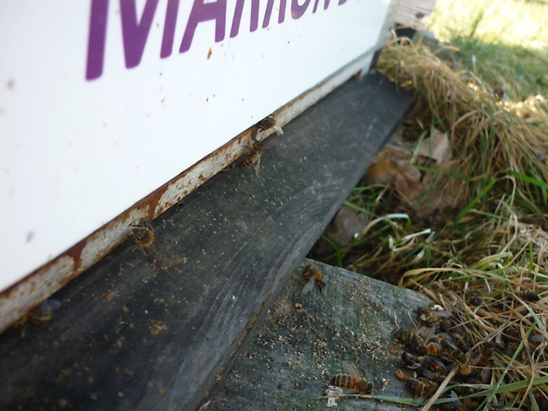 La ruche Marron d inde