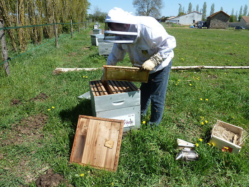 La ruche Marron d inde