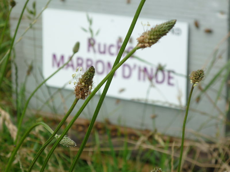 La ruche Marron d inde